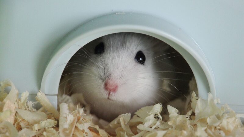 ハムスターを飼って後悔した私のリアルな実体験