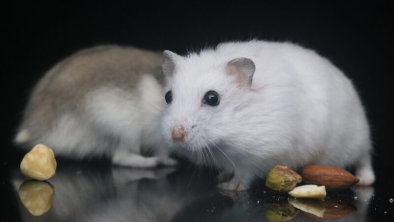 飼いやすい小動物ランキングTOP10
