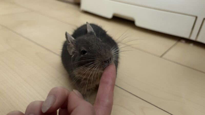 デグーを飼って後悔した私の本音