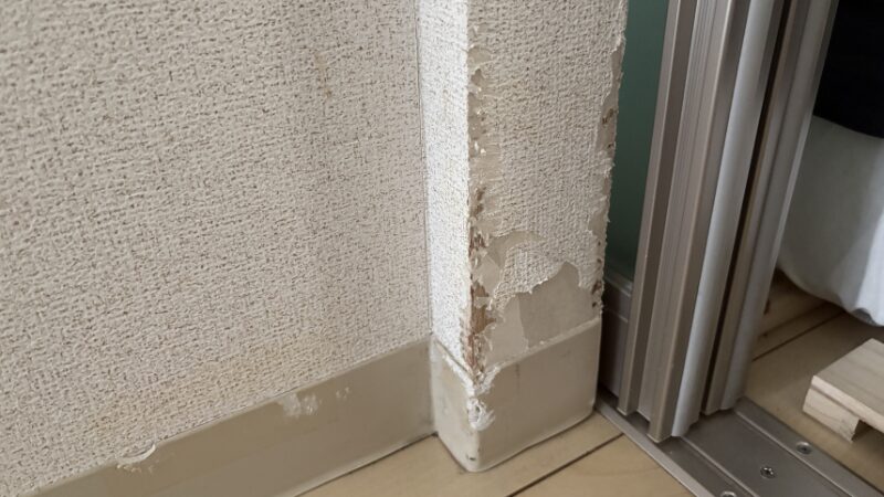 デグーにかじられた壁